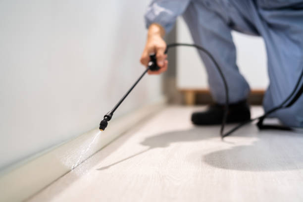 Best Wasp Removal Services  in Cresaptown, MD