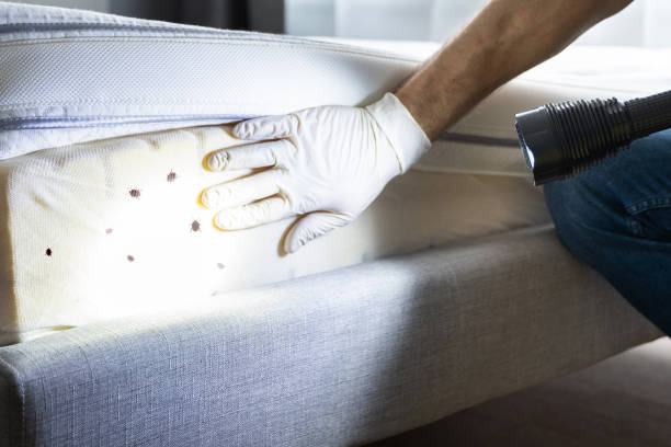 Best Insect Control  in Cresaptown, MD