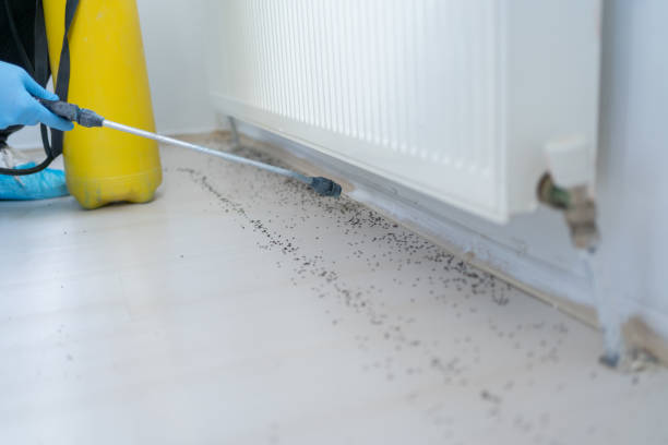 Insect Control in Cresaptown, MD