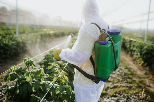 Flea Control Services in Cresaptown, MD